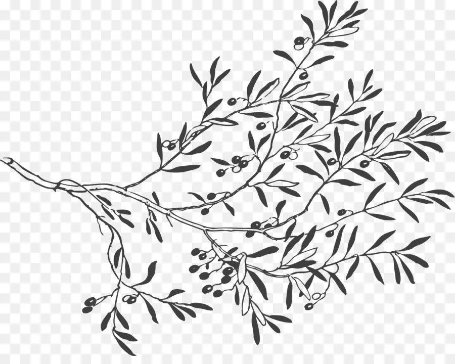 Olive Branch，Ramo PNG