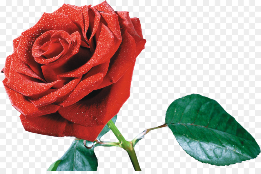 Rosa Vermelha，Florescer PNG