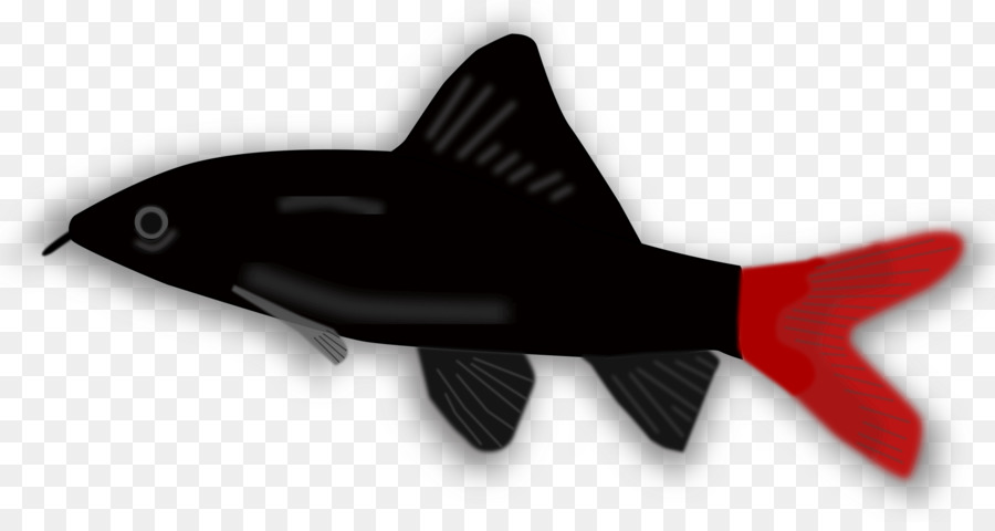 Peixe Preto Com Cauda Vermelha，Peixe PNG