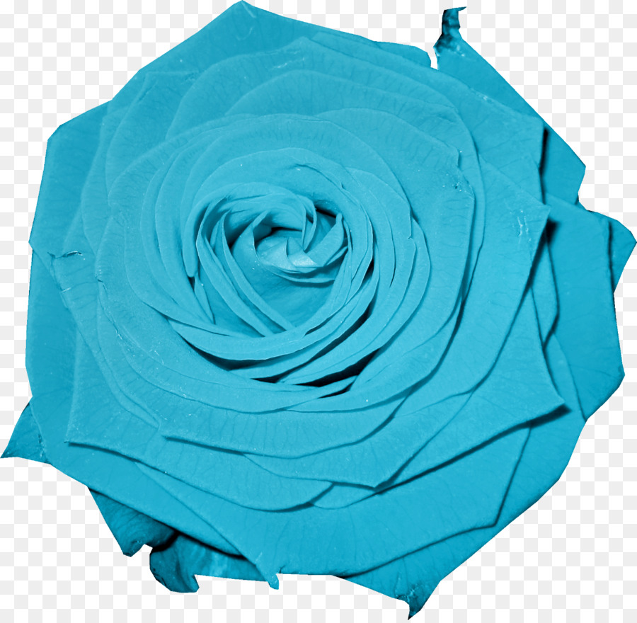 Rosa Azul，Pétalas PNG