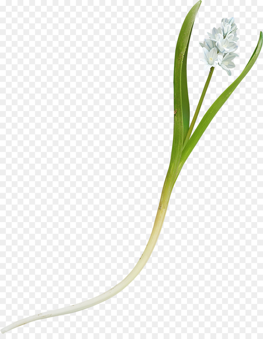 Flor，Tronco PNG