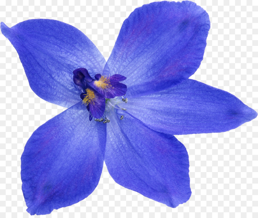 Flor，Florescer PNG