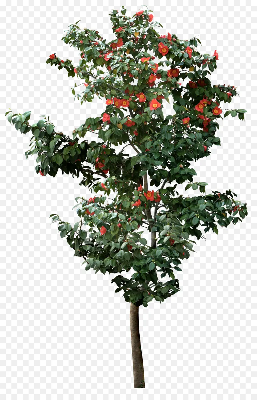 árvore，Viburnum Plicatum PNG