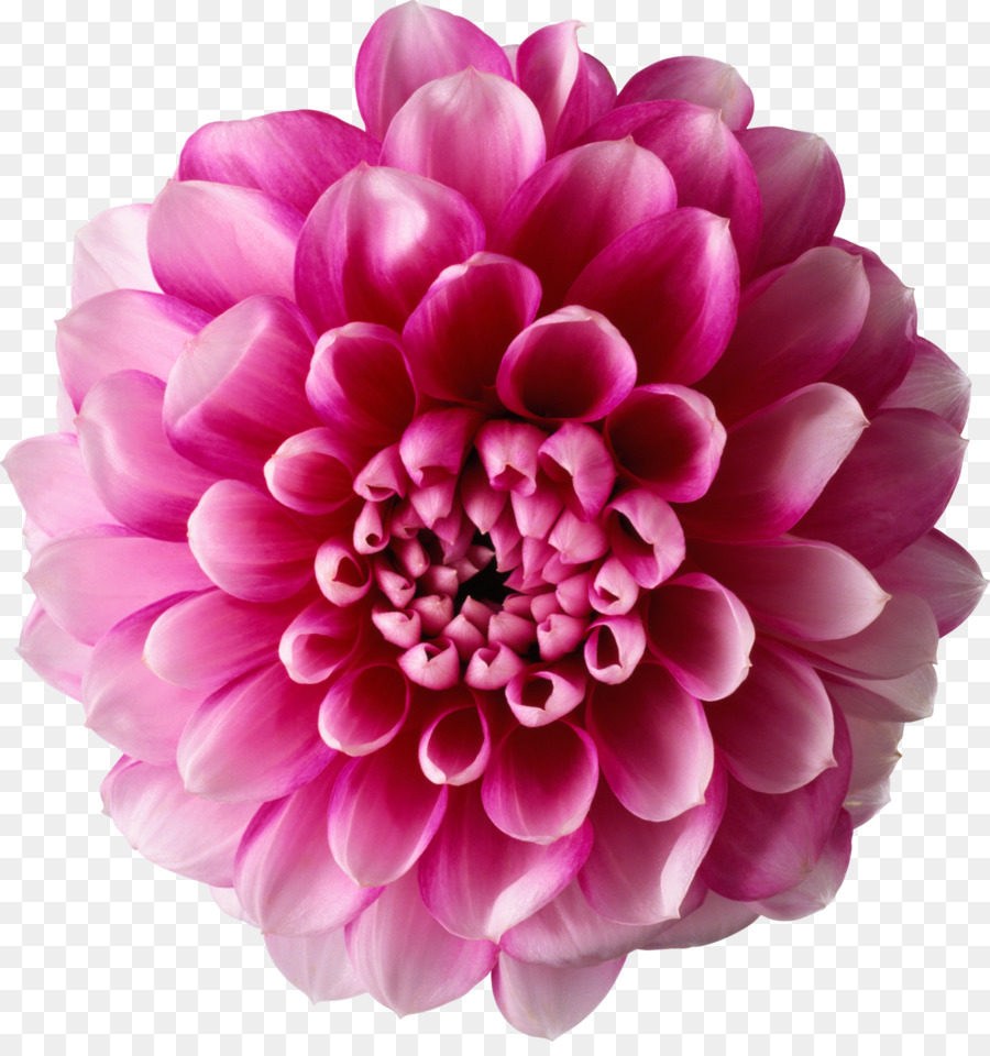 Flor Rosa，Florescer PNG