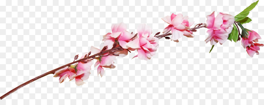 Flores Cor De Rosa，Florescer PNG