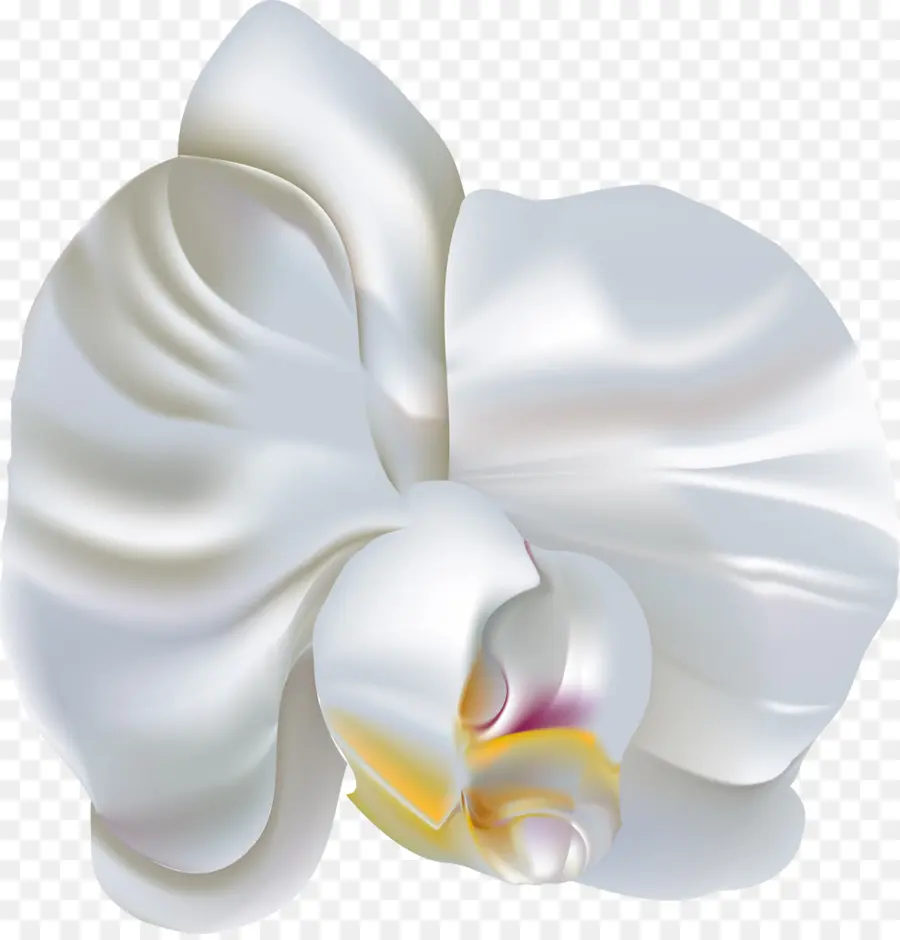 Flor，Orquídeas PNG