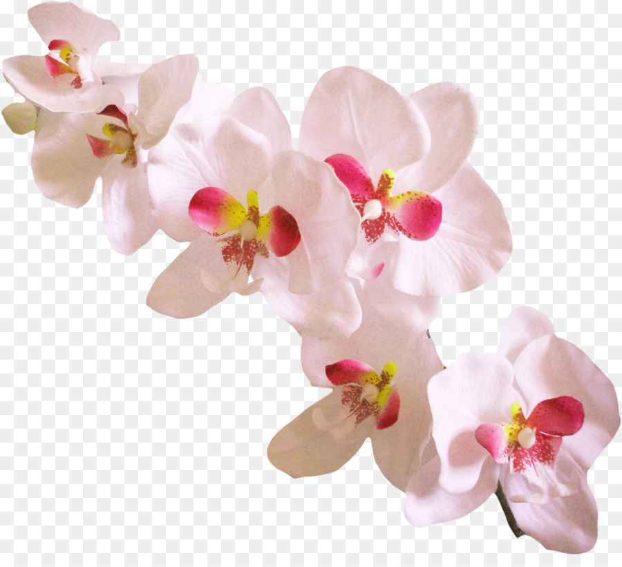 Flores Brancas E Rosa，Florescer PNG