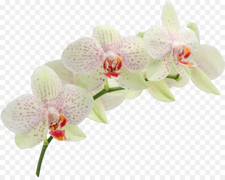 Convite De Casamento，Orquídeas PNG