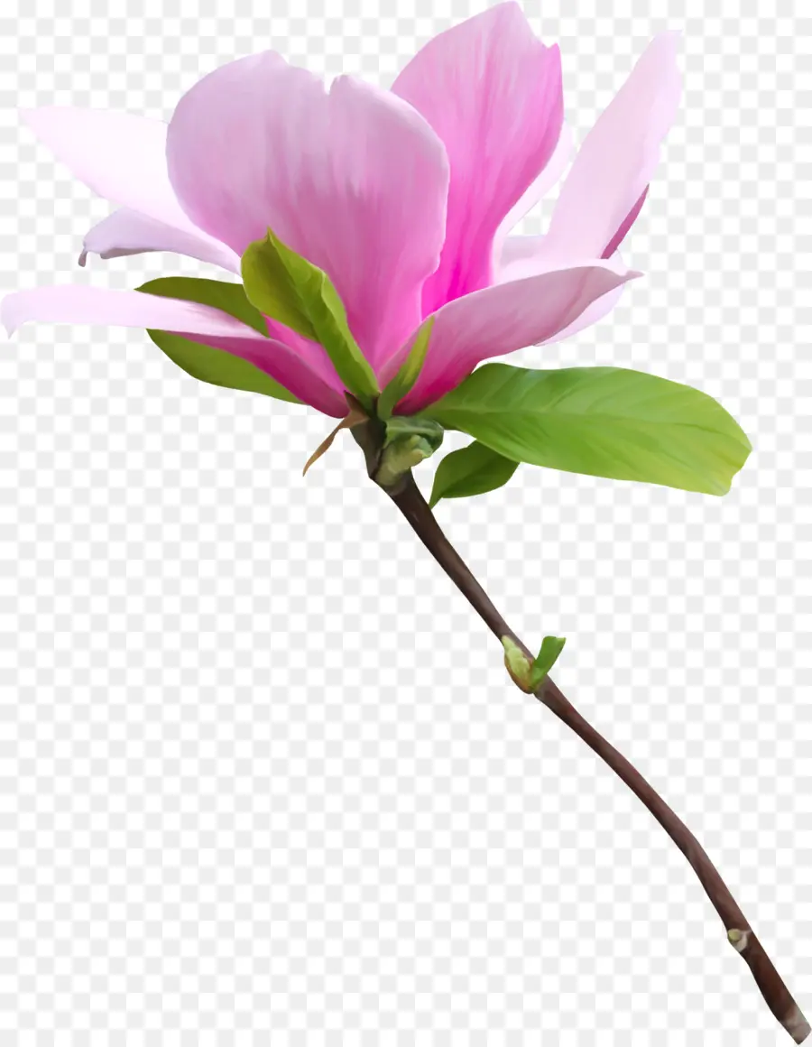 Flor De Magnólia，Florescer PNG