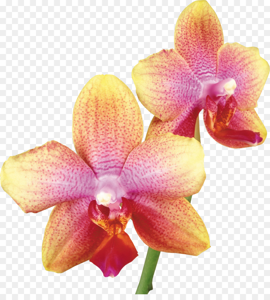 Orquídea Vermelha，Plantar PNG