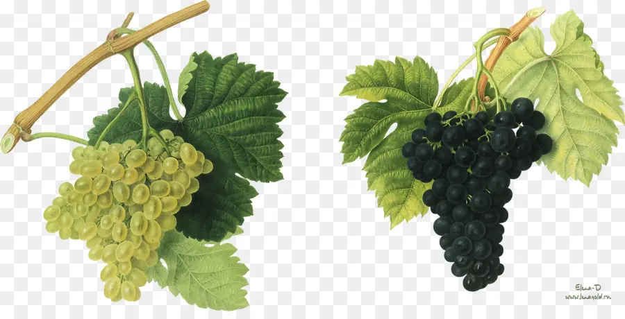 Uvas，Videira PNG