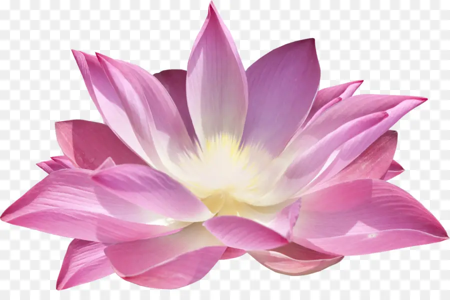 Lótus Rosa，Florescer PNG