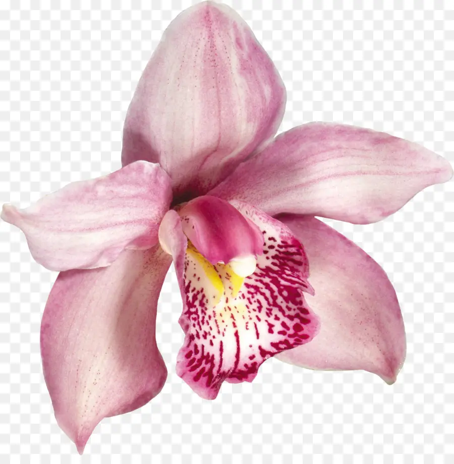 Orquídea，Flor PNG