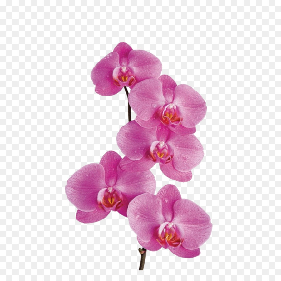 Orquídeas, Flor, Traça Orquídeas png transparente grátis