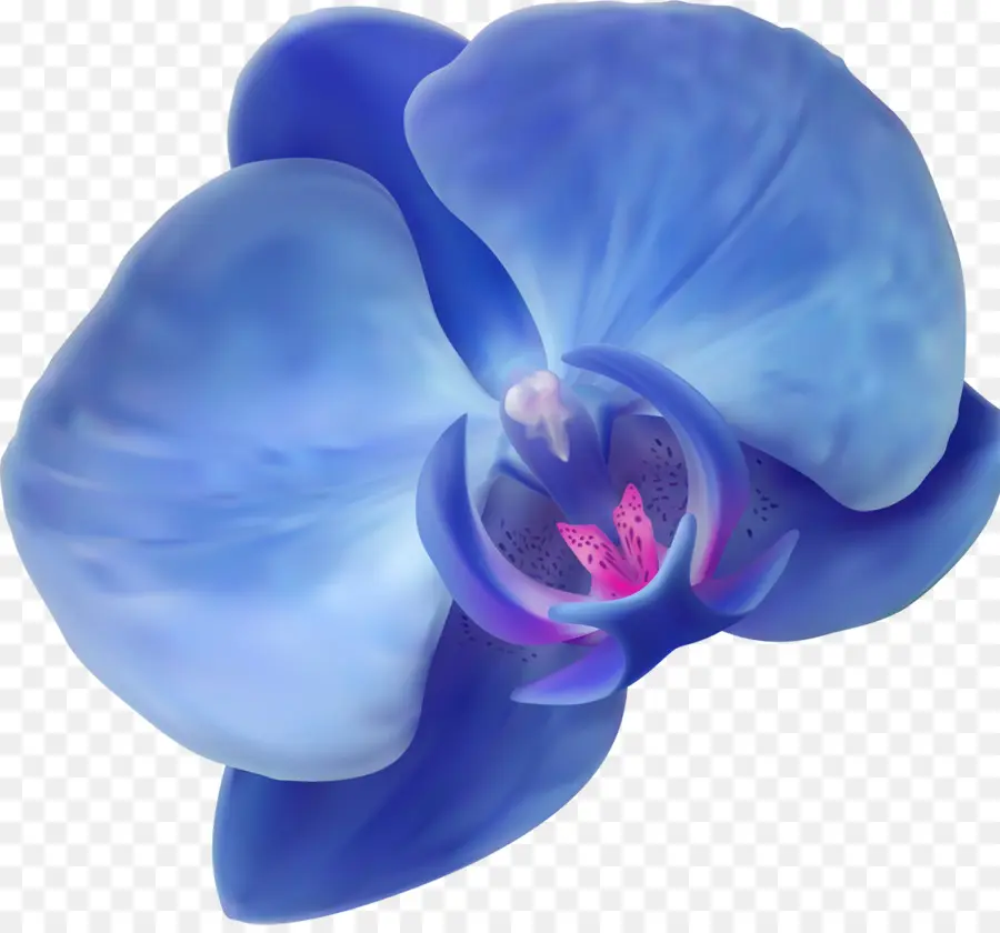 Azul，Orquídeas PNG