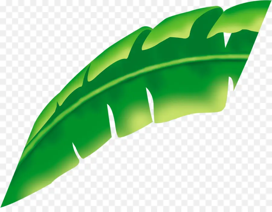 Folha，Planta PNG