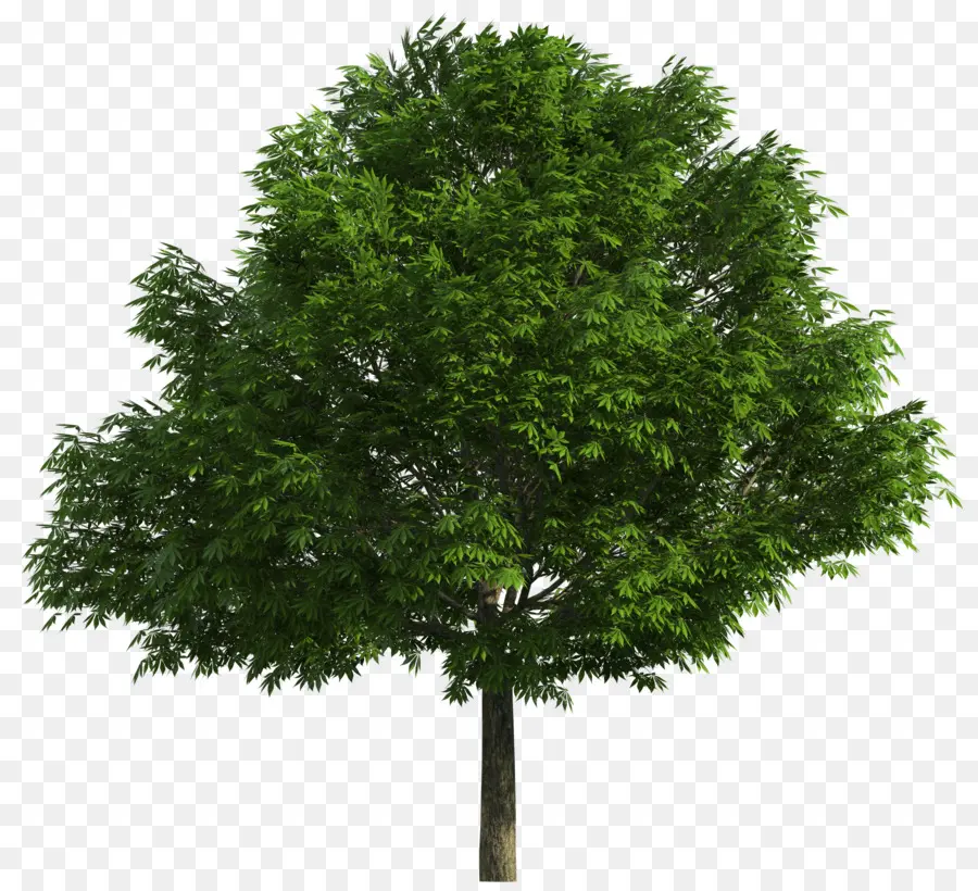 Australiano De árvores Nativas，árvore PNG