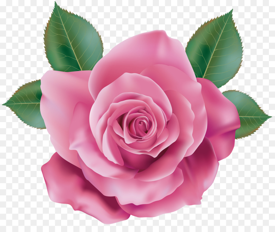 Rosa, Corderosa, Flores Cor De Rosa png transparente grátis