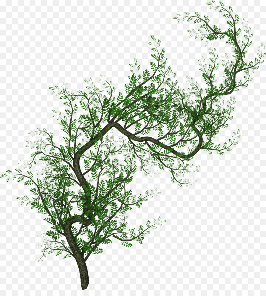 árvore，Informações PNG