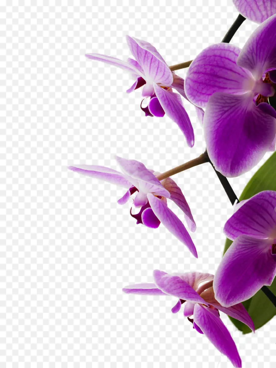Quarto，Orquídeas PNG