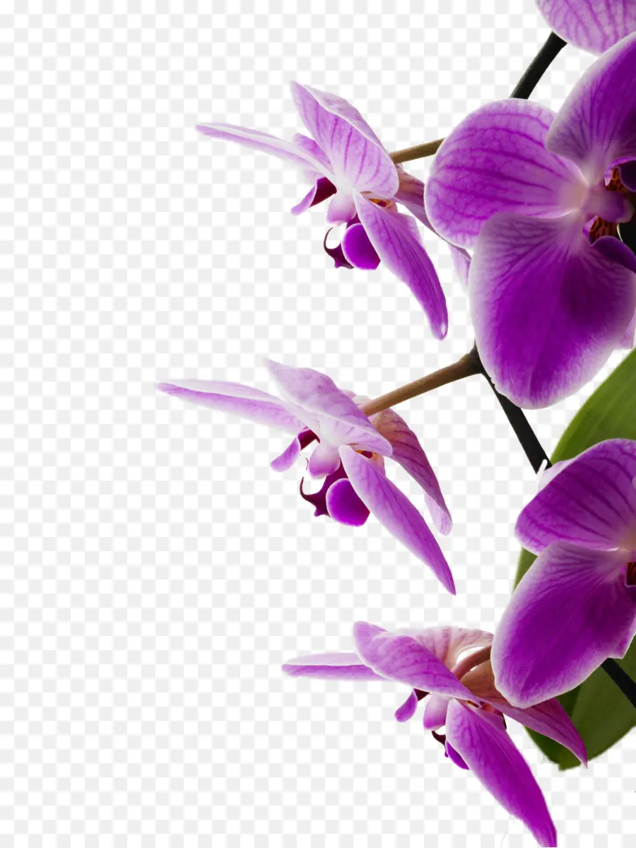 Orquídeas Roxas，Pétalas PNG