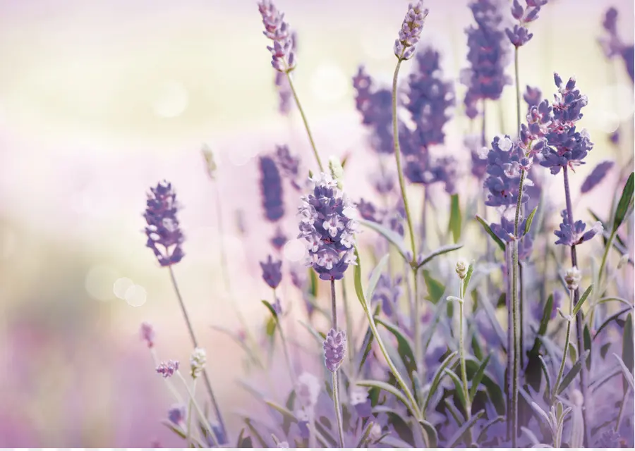 Lavanda，Roxo PNG