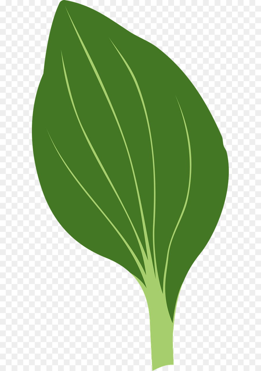 Folha Verde，Plantar PNG