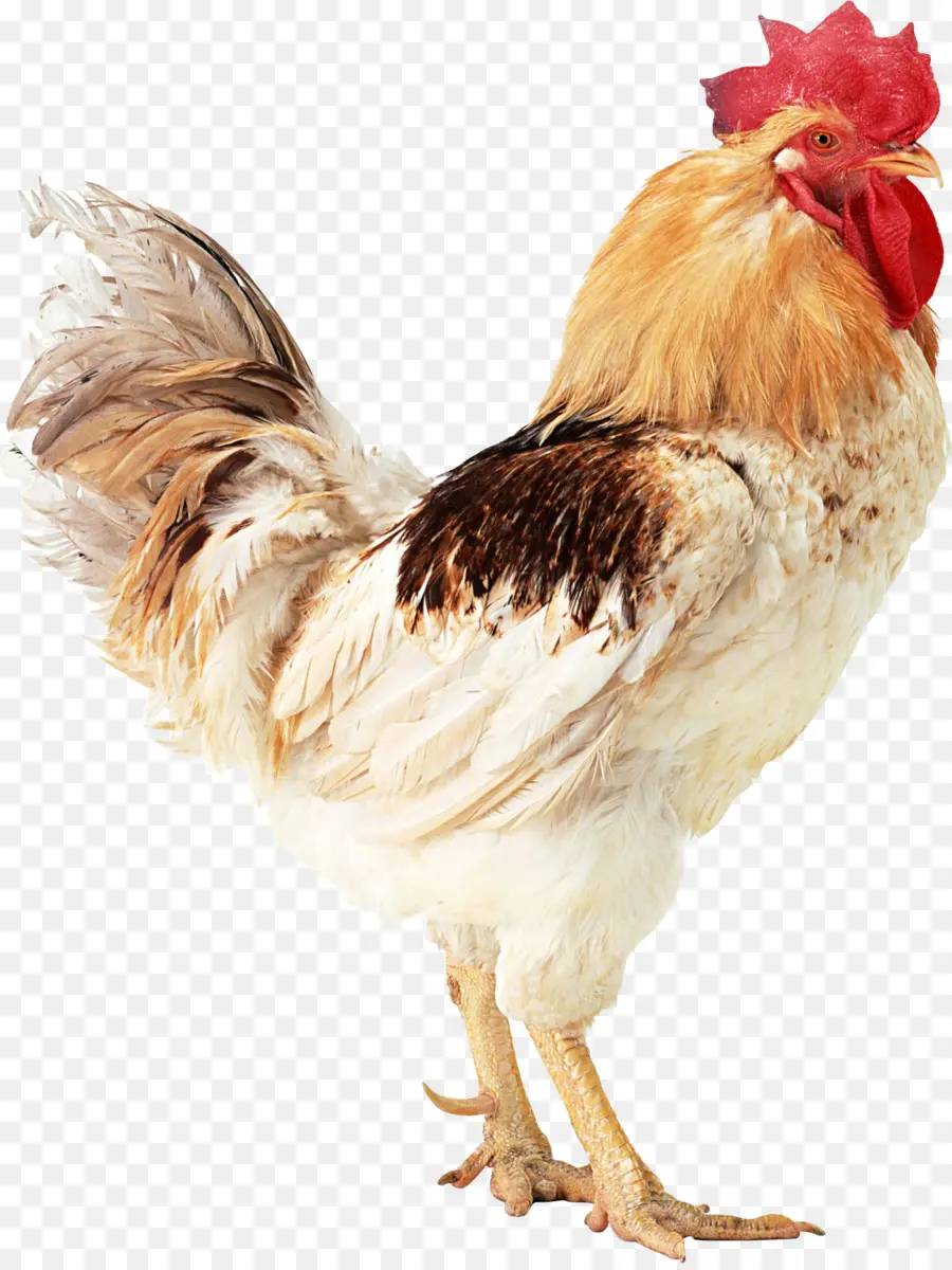 Frango，Pássaro PNG