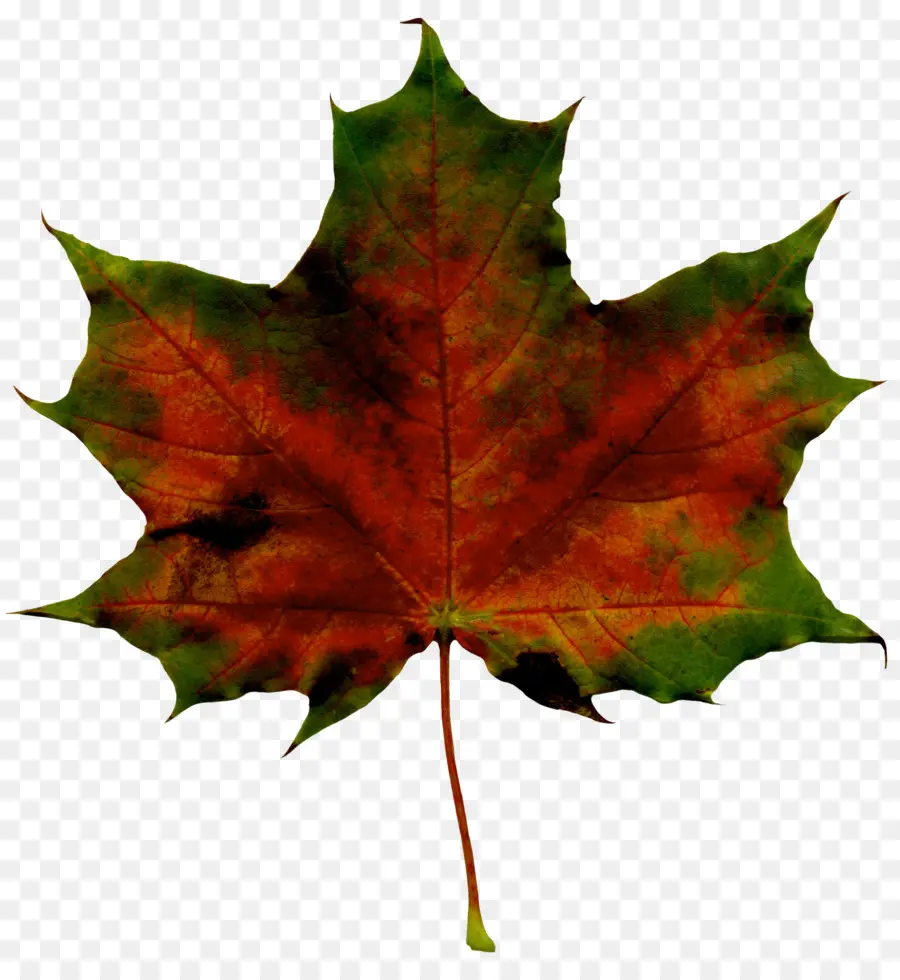 Folha，Maple Leaf PNG