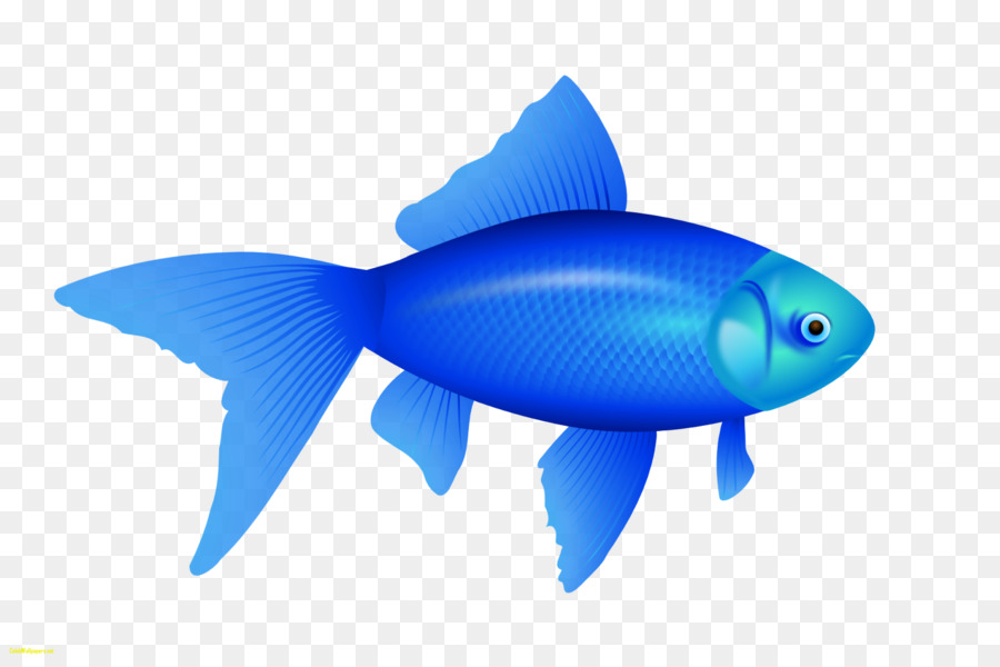 Peixe，A Compressão Com Perdas PNG