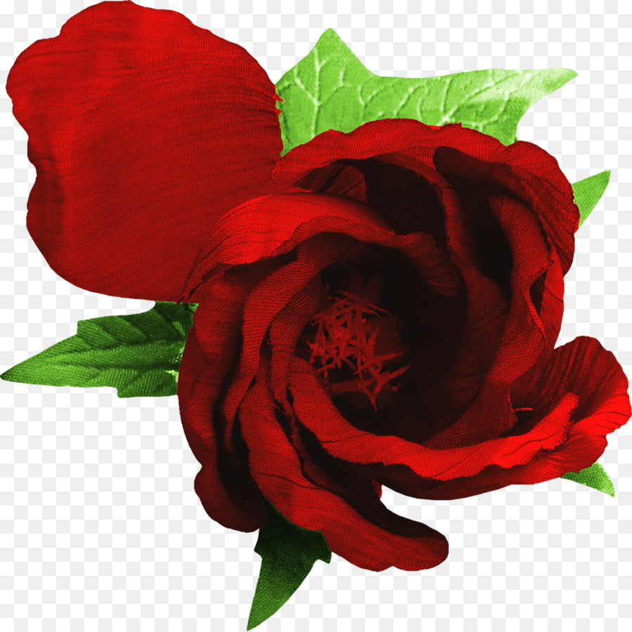 Rosa Vermelha，Florescer PNG