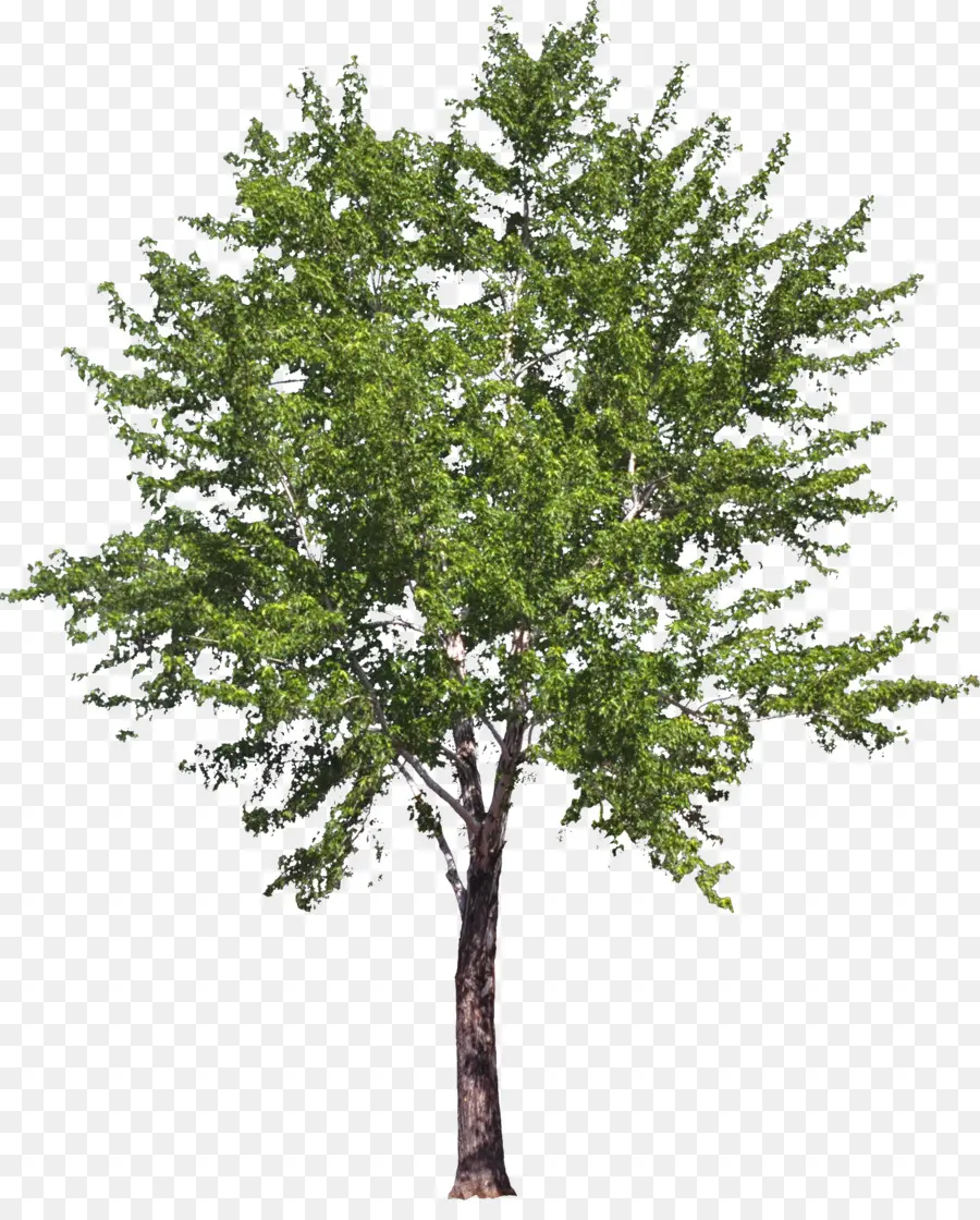 árvore，Dimensionais Do Espaço PNG