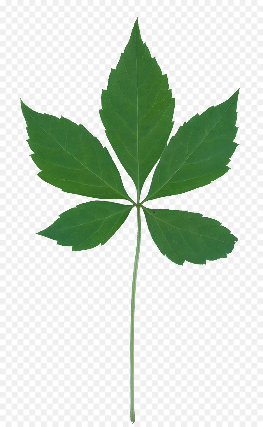 Folha Verde，Plantar PNG