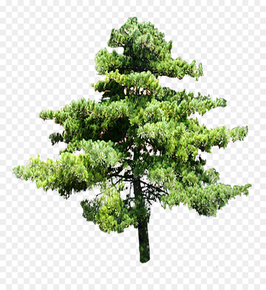 árvore，Imagem Digital PNG