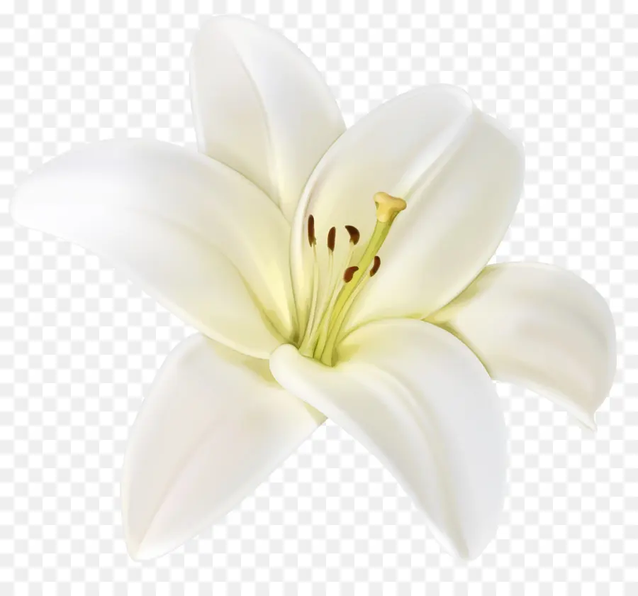 Flor，Lilium PNG