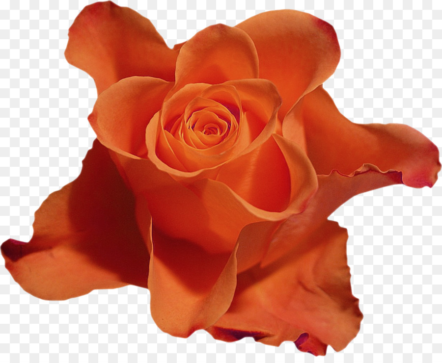 Rosa Vermelha，Florescer PNG