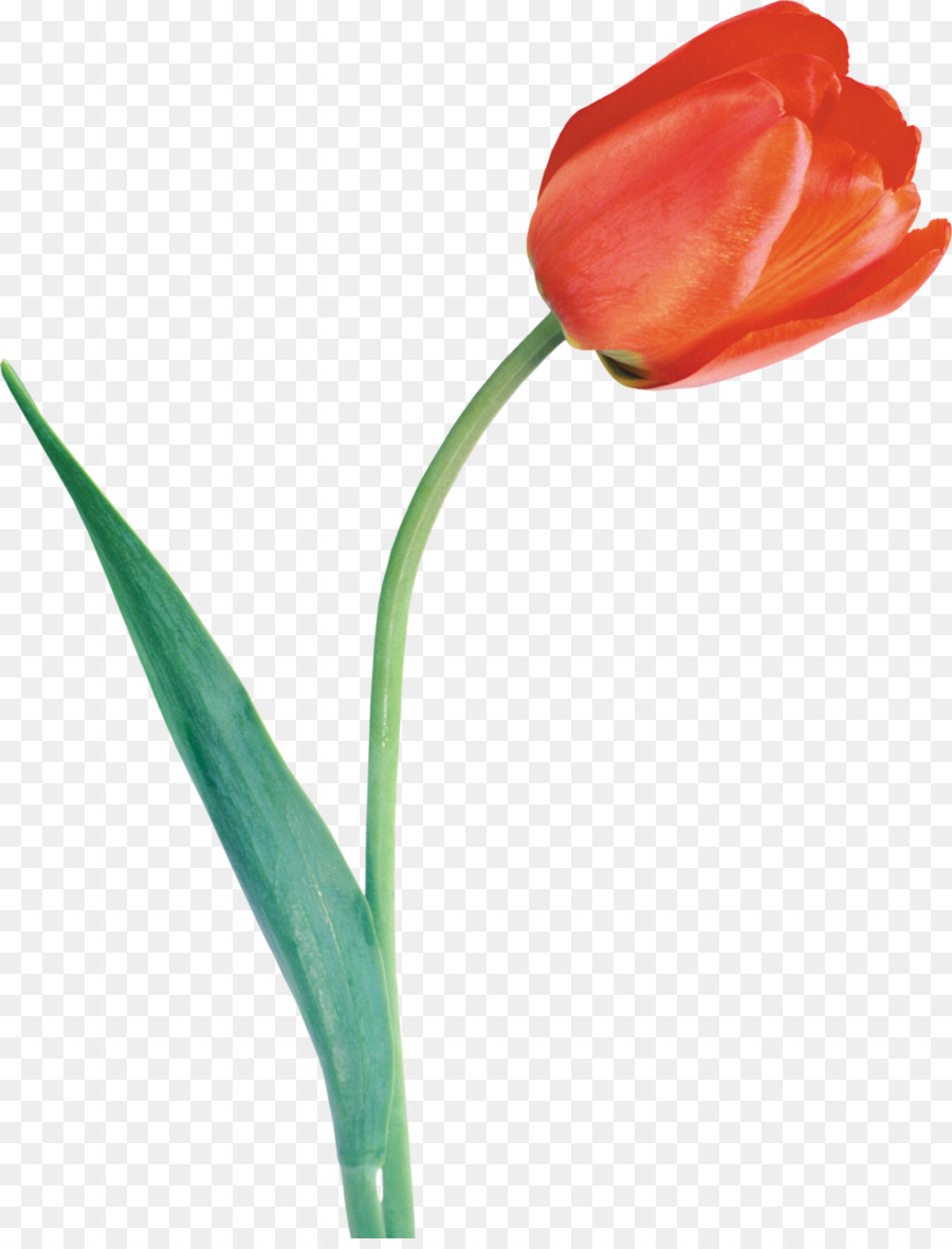 Tulipa，Plantar PNG