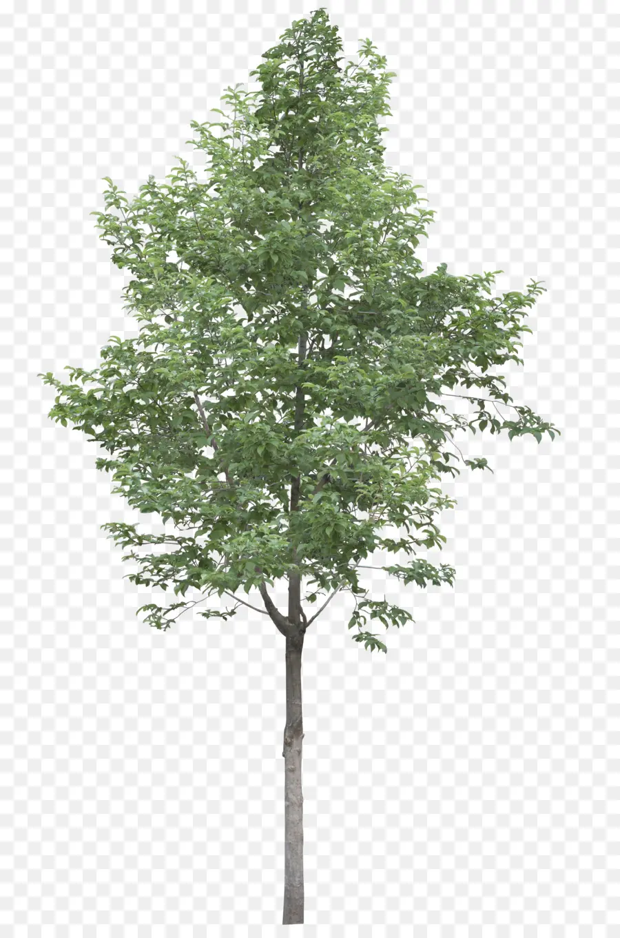 árvore，Acer Campestre PNG