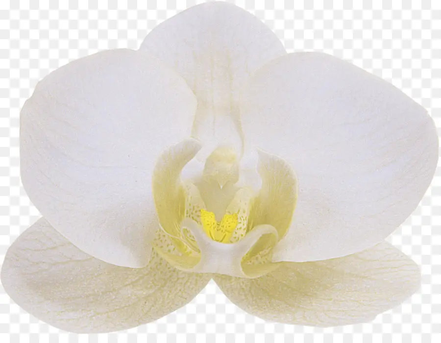 Orquídeas，Floren PNG