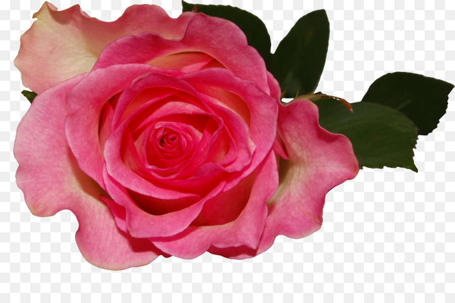 Rosa Pêssego，Florescer PNG