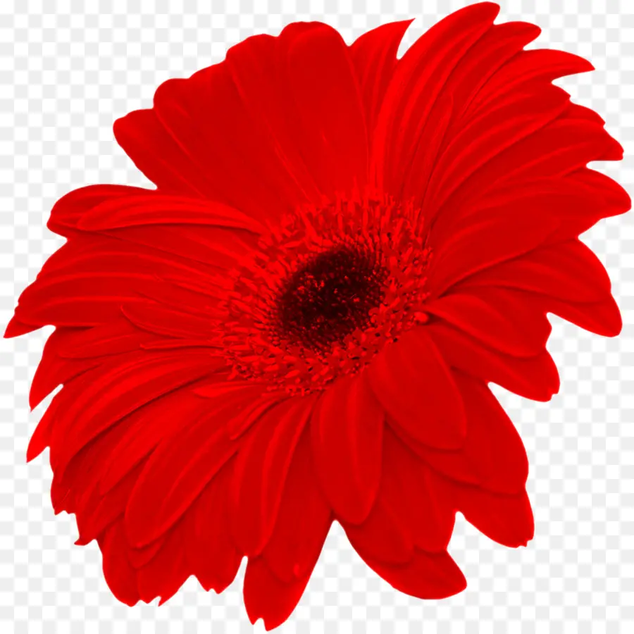 Flor，Vermelho PNG