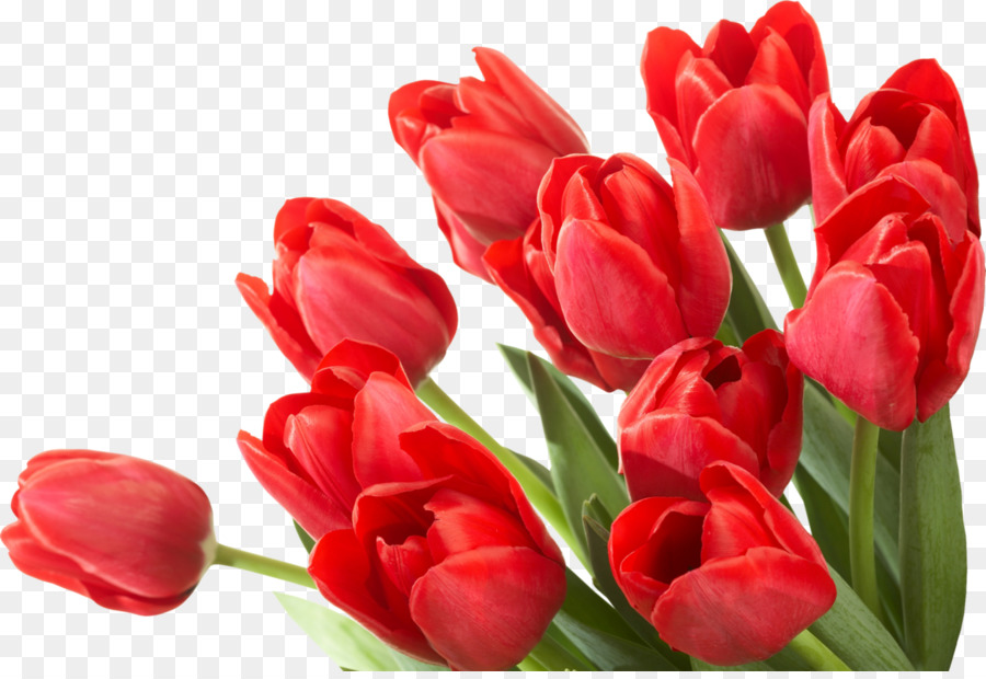 Tulipas，Vermelho PNG