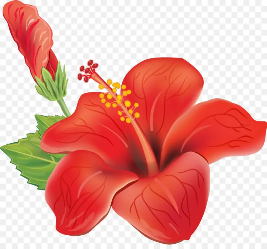 Flor，Hibiscus PNG