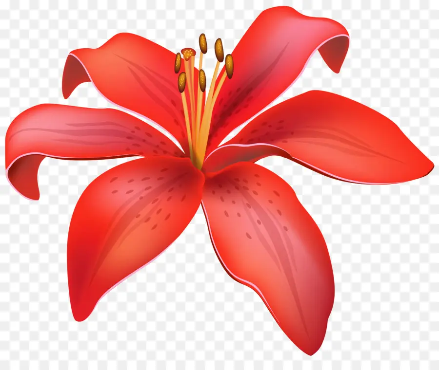 Lilium Candidum，Flor PNG
