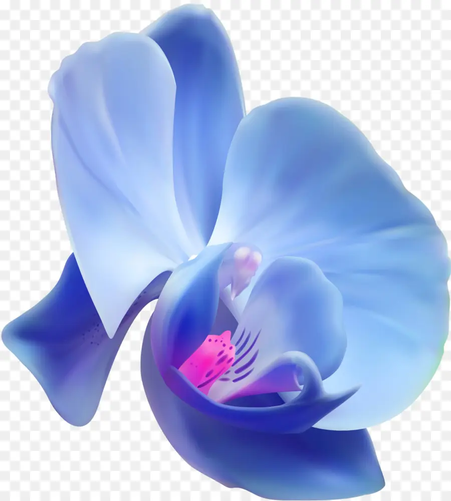 Orquídeas，Flor PNG