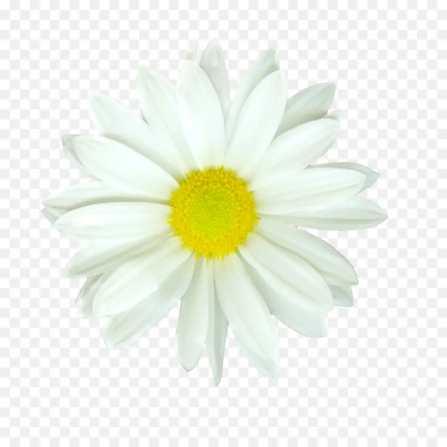 Flor，Oxeye Daisy PNG