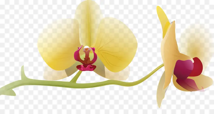 Orquídeas Amarelas，Pétalas PNG