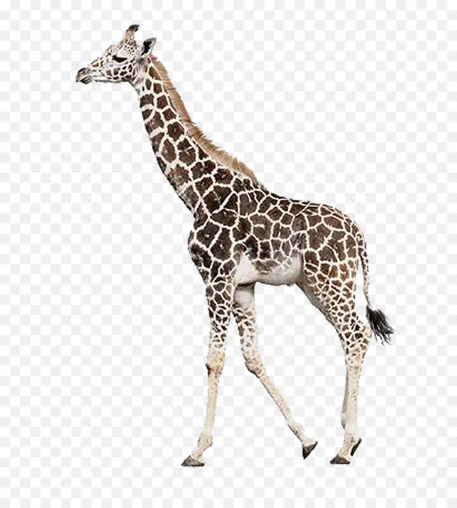 Girafa，Pontos PNG