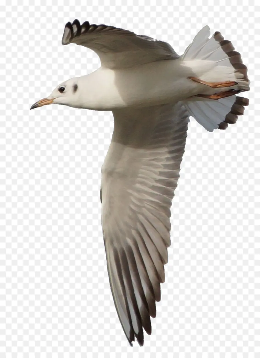 Gaivota，Vôo PNG