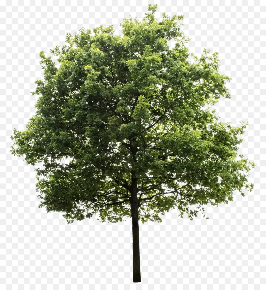 Quercus Suber，árvore PNG